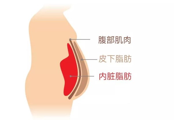 VSPORTS体育官网體育為您講解:內(nèi)臟脂肪要怎么減